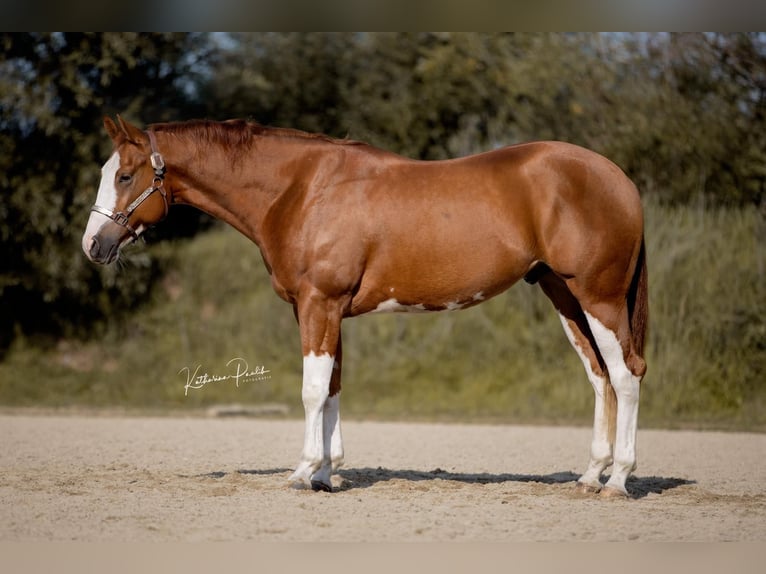 American Quarter Horse Wallach 3 Jahre 159 cm Fuchs in Moosthenning