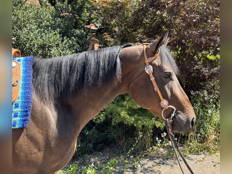 American Quarter Horse Wallach 3 Jahre 160 cm Dunkelbrauner in Grethem/Büchten
