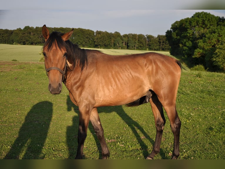 American Quarter Horse Mix Wallach 3 Jahre 163 cm Dunkelbrauner in Kaltohmfeld