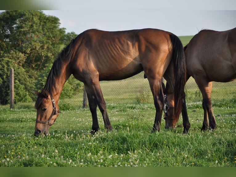 American Quarter Horse Mix Wallach 3 Jahre 163 cm Dunkelbrauner in Kaltohmfeld