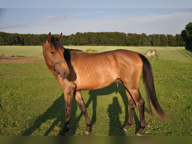 American Quarter Horse Mix Wallach 3 Jahre 163 cm Dunkelbrauner in Kaltohmfeld