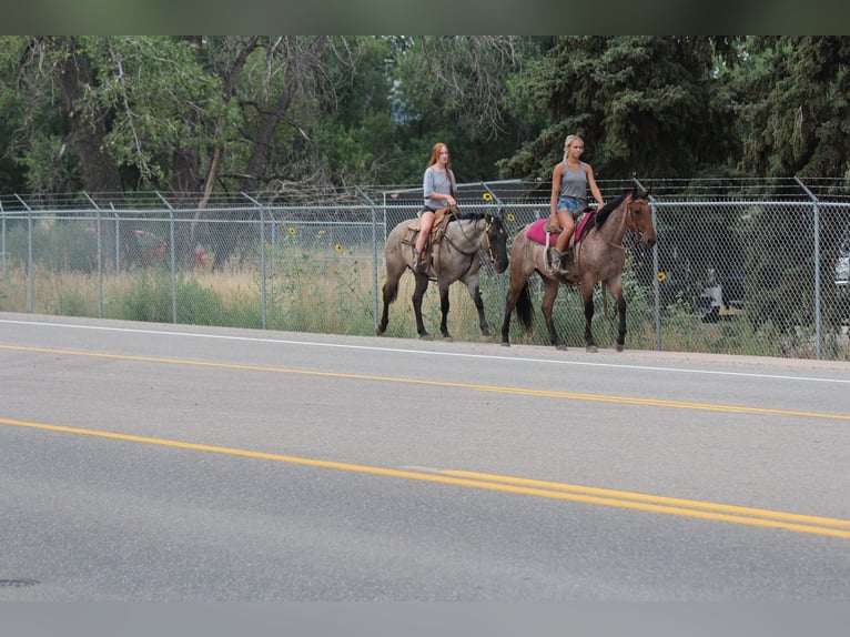 American Quarter Horse Wallach 3 Jahre 163 cm Roan-Blue in Fort Collins