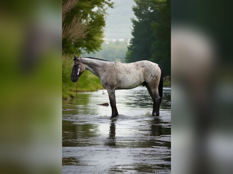 American Quarter Horse Wallach 3 Jahre 163 cm Roan-Blue in Fort Collins