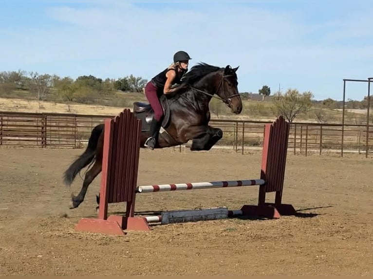 American Quarter Horse Wallach 3 Jahre 163 cm Rotbrauner in Jacksboro TX