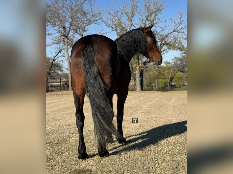 American Quarter Horse Wallach 3 Jahre 163 cm Rotbrauner in Jacksboro TX