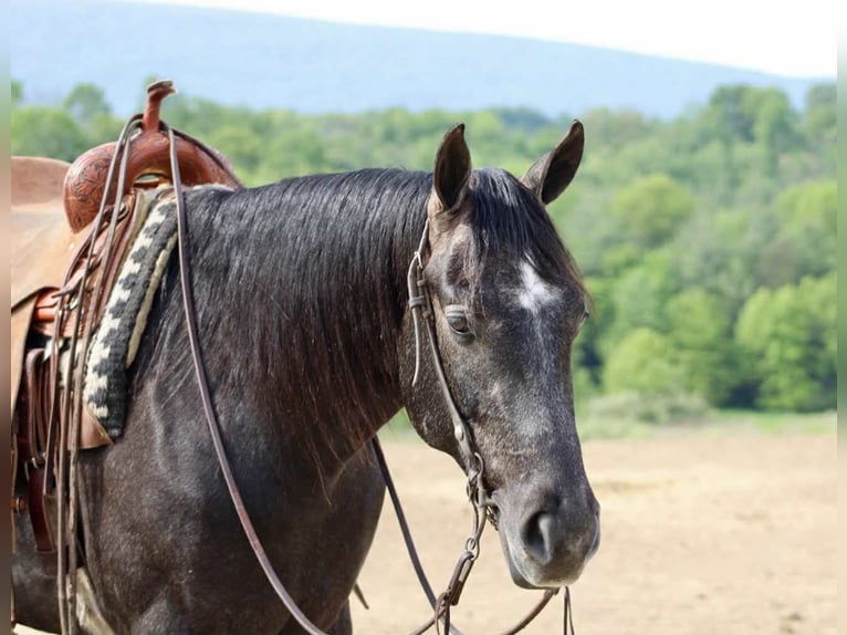 American Quarter Horse Wallach 3 Jahre 163 cm Schimmel in Beaver Springs