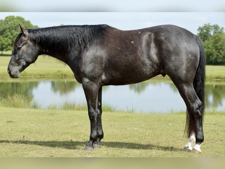 American Quarter Horse Wallach 3 Jahre 163 cm Schimmel in Beaver Springs