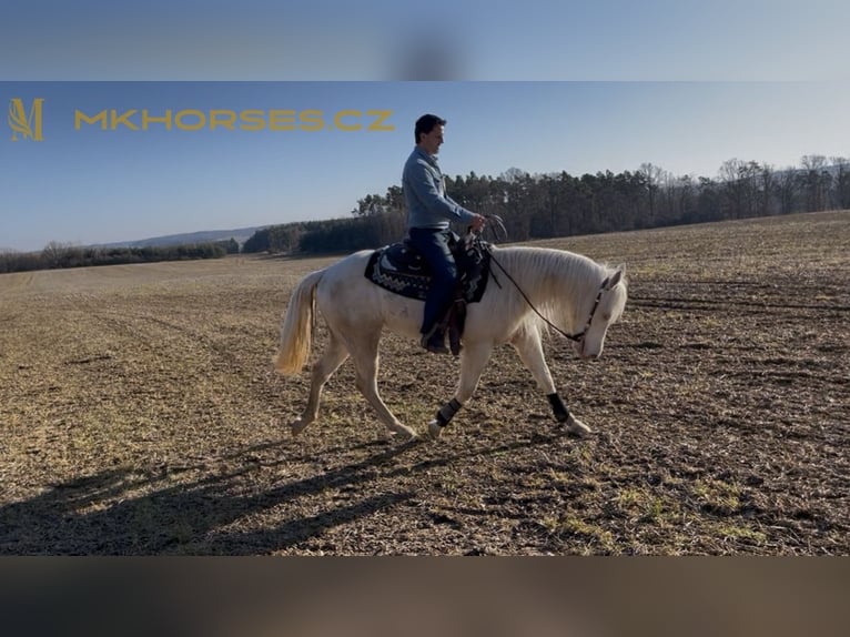 American Quarter Horse Wallach 3 Jahre 165 cm Cremello in Čerňovice