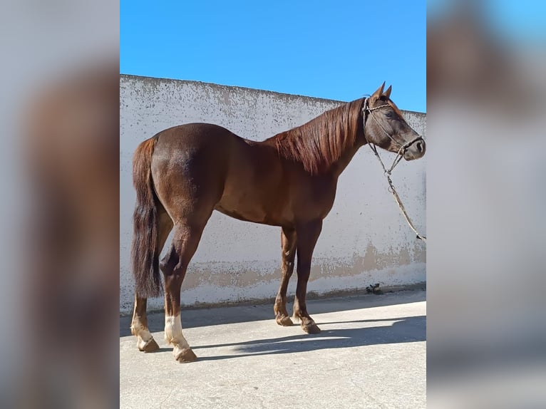 American Quarter Horse Wallach 3 Jahre 165 cm Dunkelbrauner in Santeramo In Colle