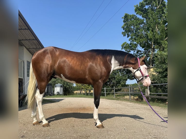 American Quarter Horse Wallach 3 Jahre Brauner in Geisenfeld