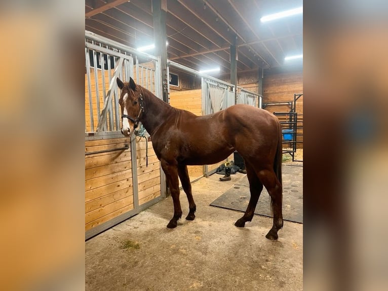 American Quarter Horse Wallach 3 Jahre Brauner in Alabama