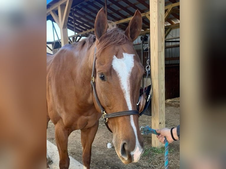American Quarter Horse Wallach 3 Jahre Brauner in Alabama