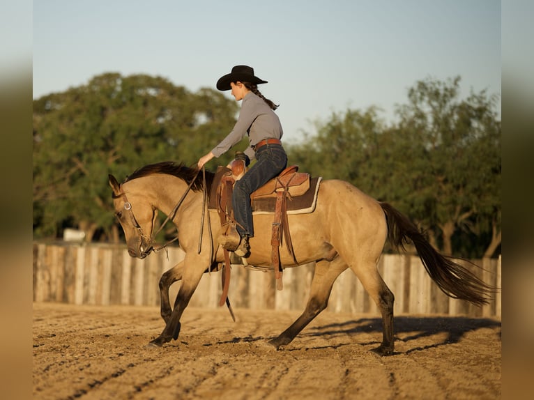 American Quarter Horse Wallach 3 Jahre Buckskin in Killeen