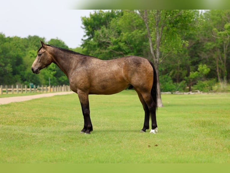 American Quarter Horse Wallach 3 Jahre Buckskin in Talty, TX