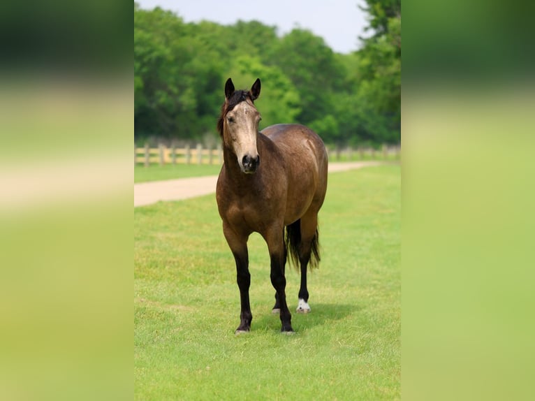 American Quarter Horse Wallach 3 Jahre Buckskin in Talty, TX