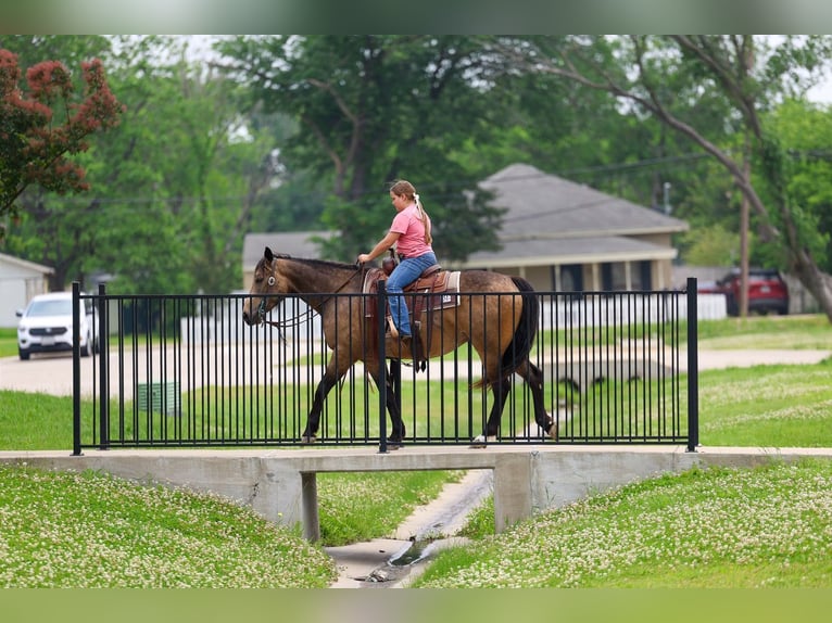 American Quarter Horse Wallach 3 Jahre Buckskin in Talty, TX