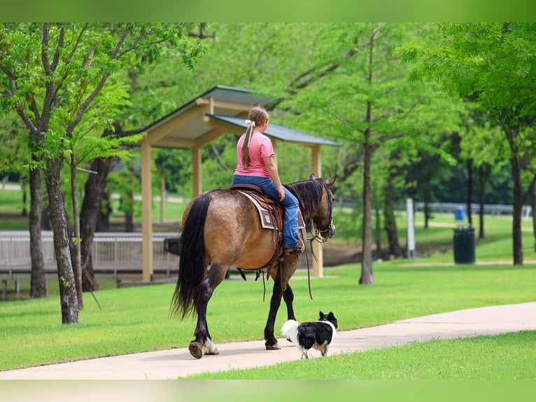American Quarter Horse Wallach 3 Jahre Buckskin in Talty, TX
