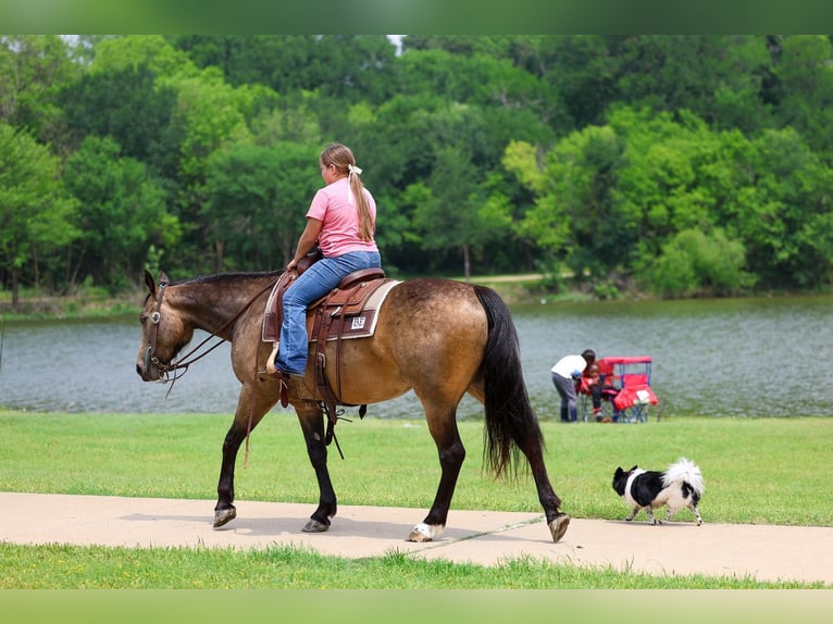 American Quarter Horse Wallach 3 Jahre Buckskin in Talty, TX