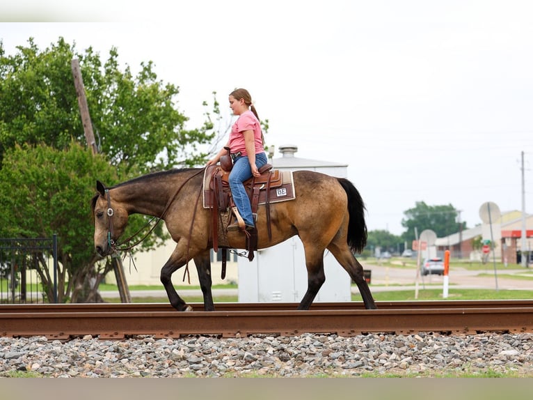 American Quarter Horse Wallach 3 Jahre Buckskin in Talty, TX