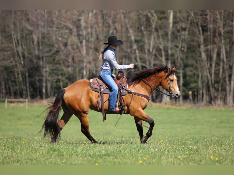 American Quarter Horse Wallach 3 Jahre Buckskin in Clarion, PA