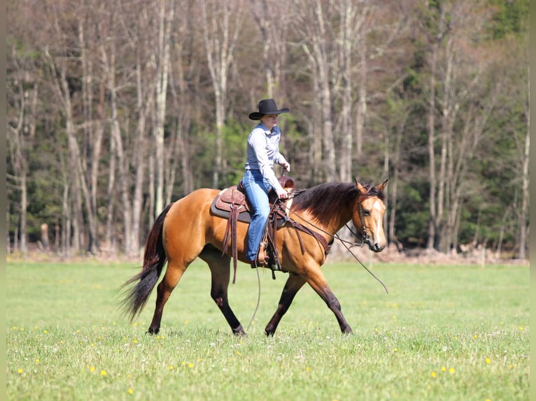 American Quarter Horse Wallach 3 Jahre Buckskin in Clarion, PA