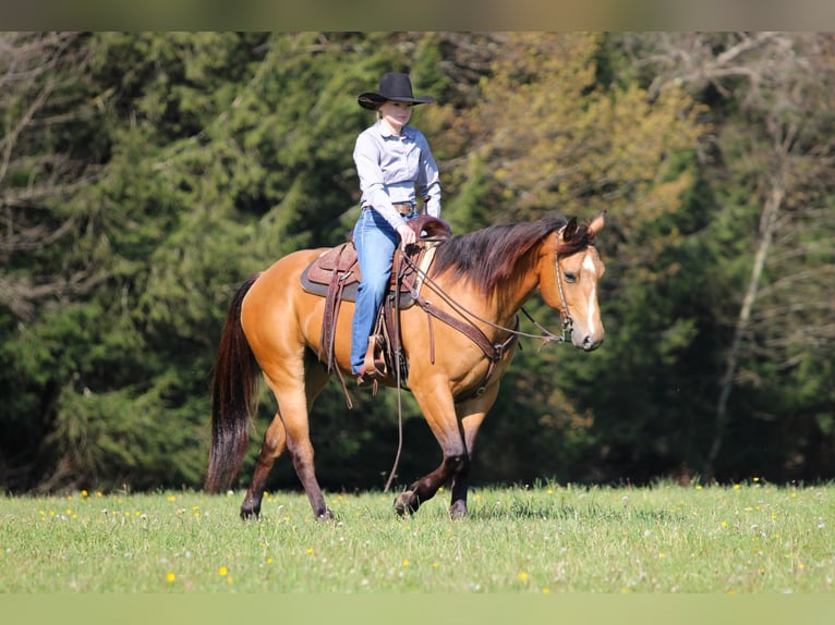 American Quarter Horse Wallach 3 Jahre Buckskin in Clarion, PA