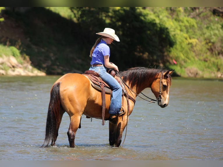 American Quarter Horse Wallach 3 Jahre Buckskin in Clarion, PA