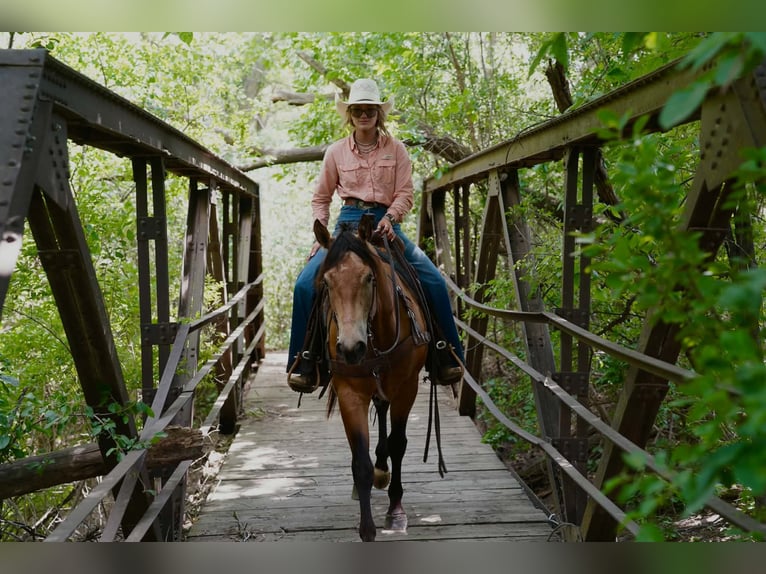 American Quarter Horse Wallach 3 Jahre Buckskin in Corsica