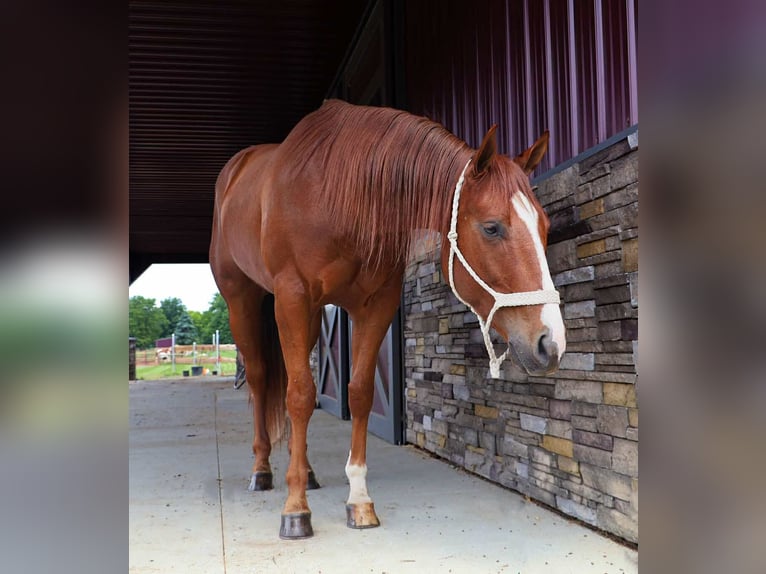 American Quarter Horse Wallach 3 Jahre Dunkelfuchs in Howell