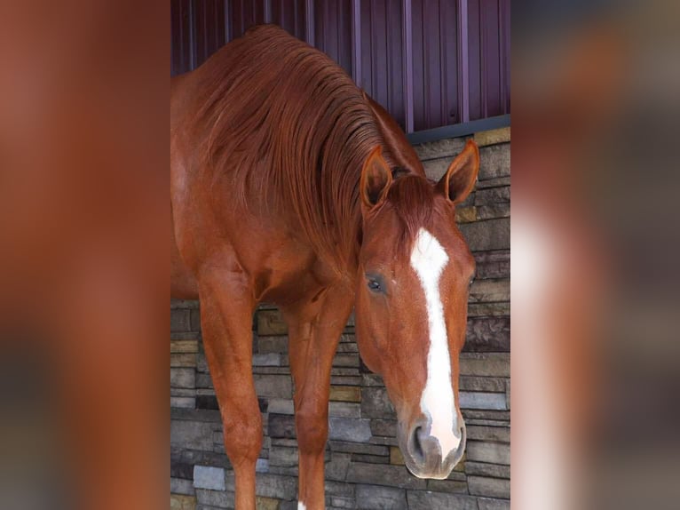 American Quarter Horse Wallach 3 Jahre Dunkelfuchs in Howell