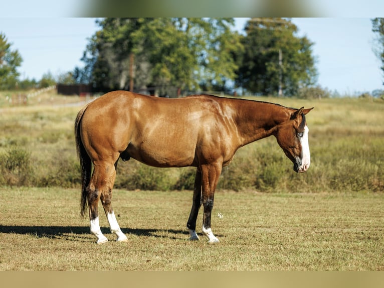 American Quarter Horse Wallach 3 Jahre Falbe in Quitman