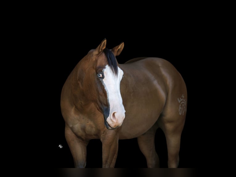 American Quarter Horse Wallach 3 Jahre Falbe in Quitman