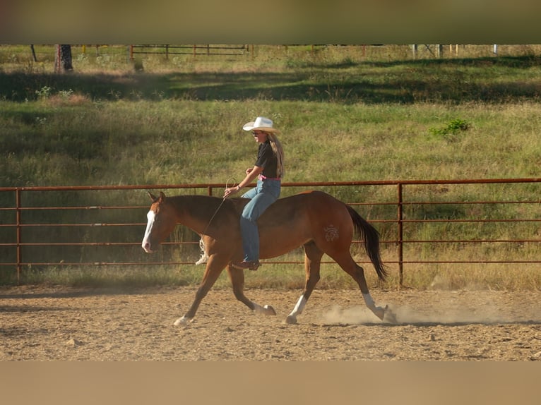American Quarter Horse Wallach 3 Jahre Falbe in Quitman