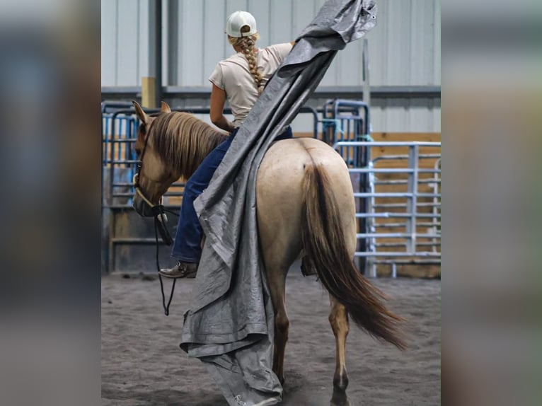 American Quarter Horse Wallach 3 Jahre Falbe in Mc Veytown