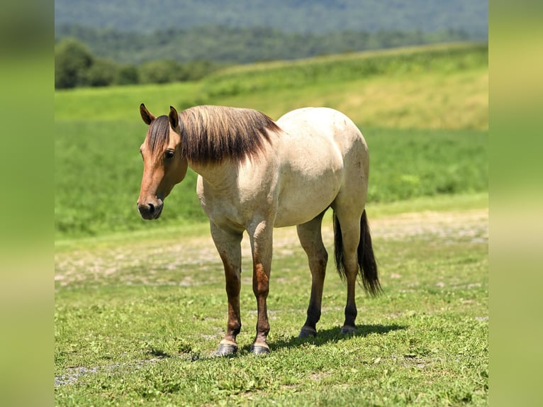 American Quarter Horse Wallach 3 Jahre Falbe in Mc Veytown
