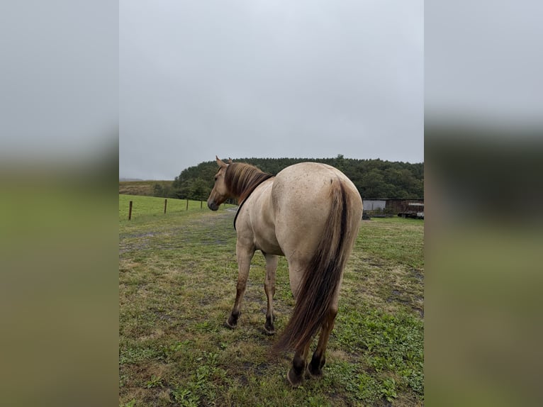American Quarter Horse Wallach 3 Jahre Falbe in Mc Veytown