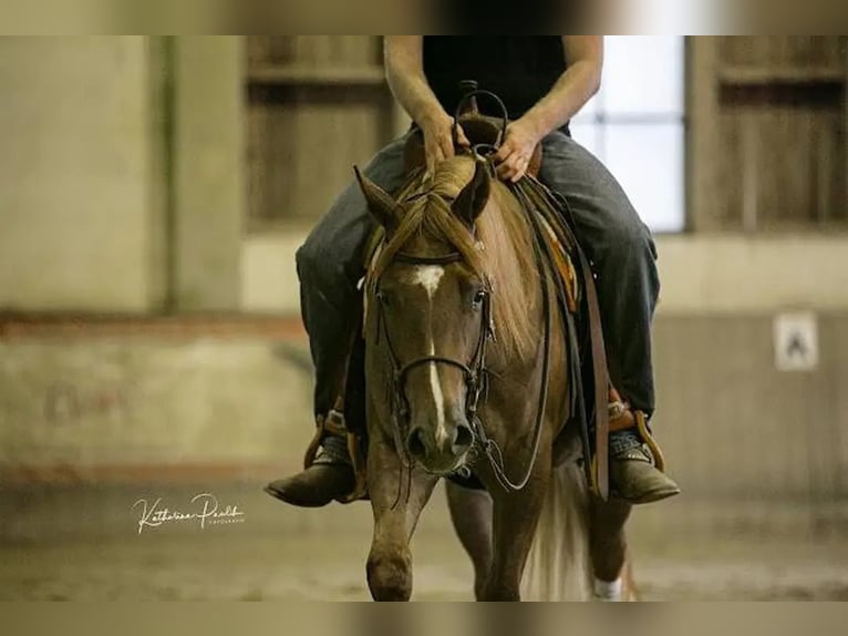 American Quarter Horse Wallach 3 Jahre Fuchs in Vilsbiburg