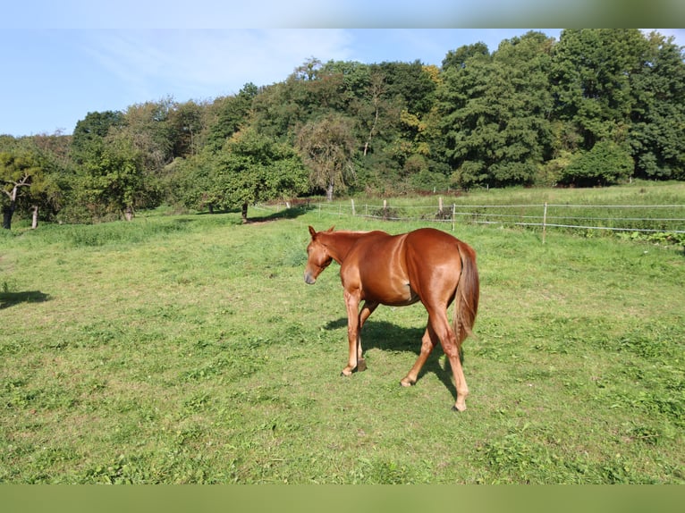 American Quarter Horse Wallach 3 Jahre Fuchs in Neuwied