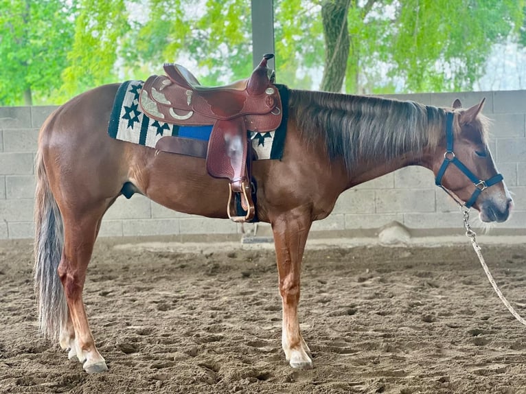 American Quarter Horse Wallach 3 Jahre Fuchs in Settimo Milanese
