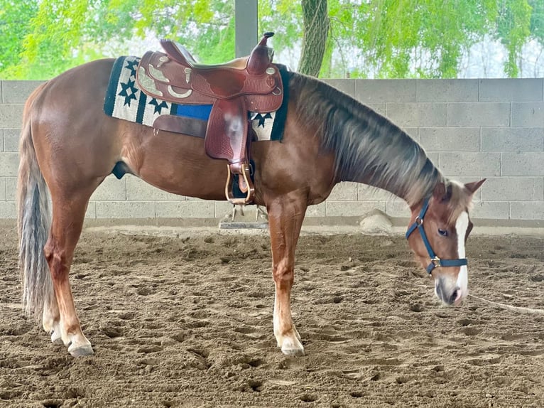 American Quarter Horse Wallach 3 Jahre Fuchs in Settimo Milanese