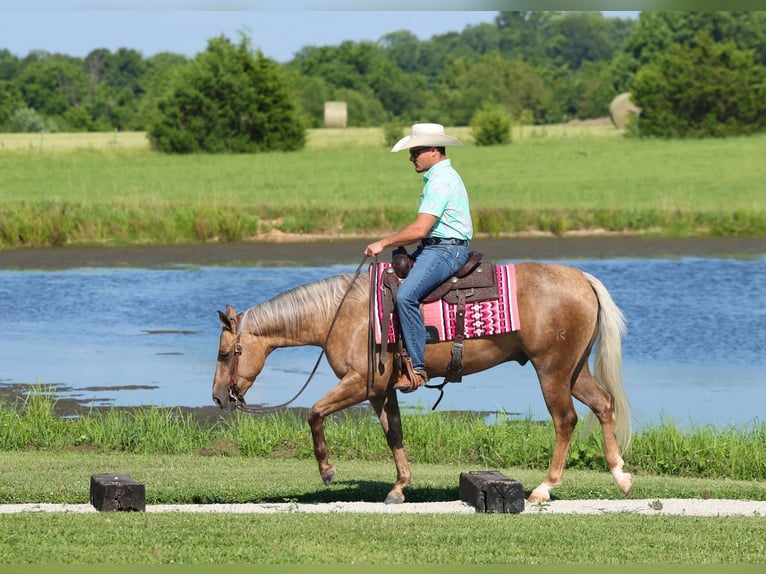 American Quarter Horse Wallach 3 Jahre Palomino in Buffalo
