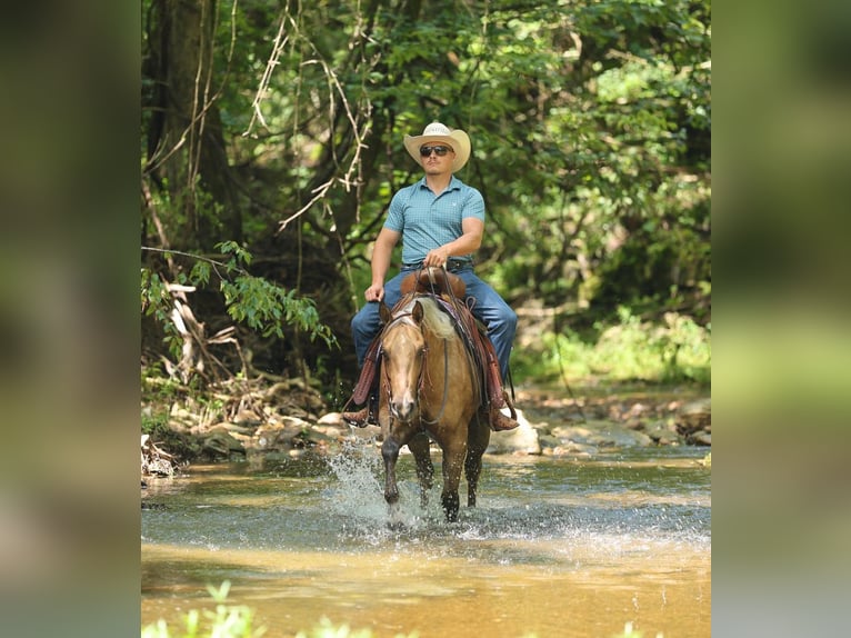 American Quarter Horse Wallach 3 Jahre Palomino in Buffalo