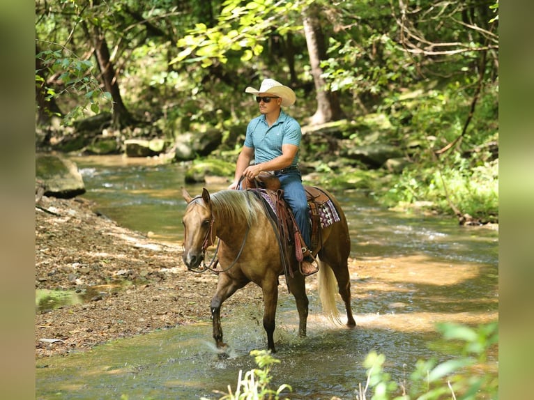 American Quarter Horse Wallach 3 Jahre Palomino in Buffalo