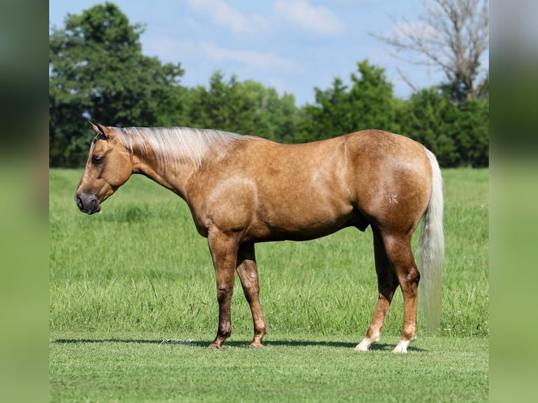 American Quarter Horse Wallach 3 Jahre Palomino in Buffalo