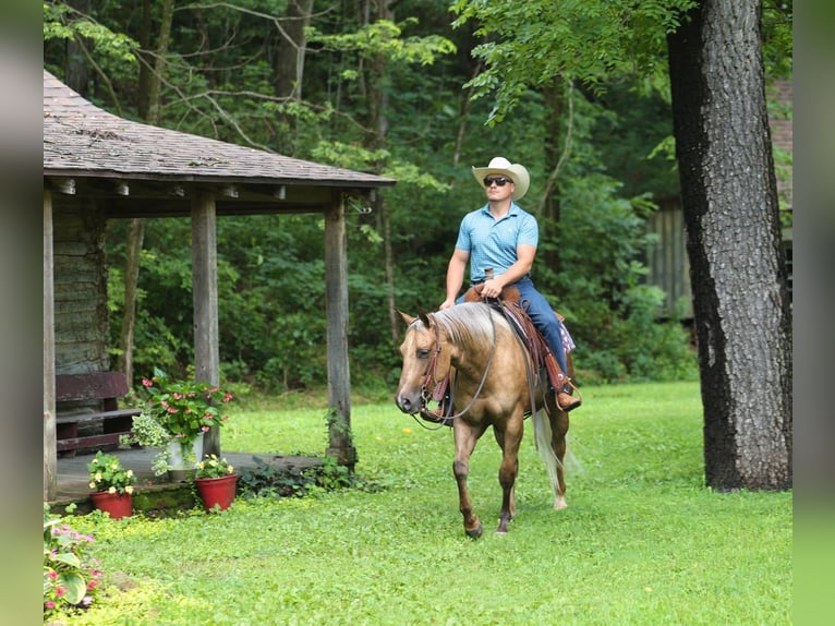 American Quarter Horse Wallach 3 Jahre Palomino in Buffalo
