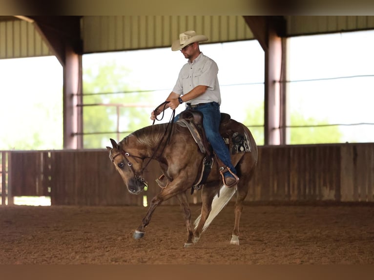 American Quarter Horse Wallach 3 Jahre Palomino in Buffalo