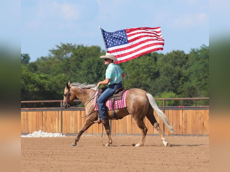 American Quarter Horse Wallach 3 Jahre Palomino in Buffalo