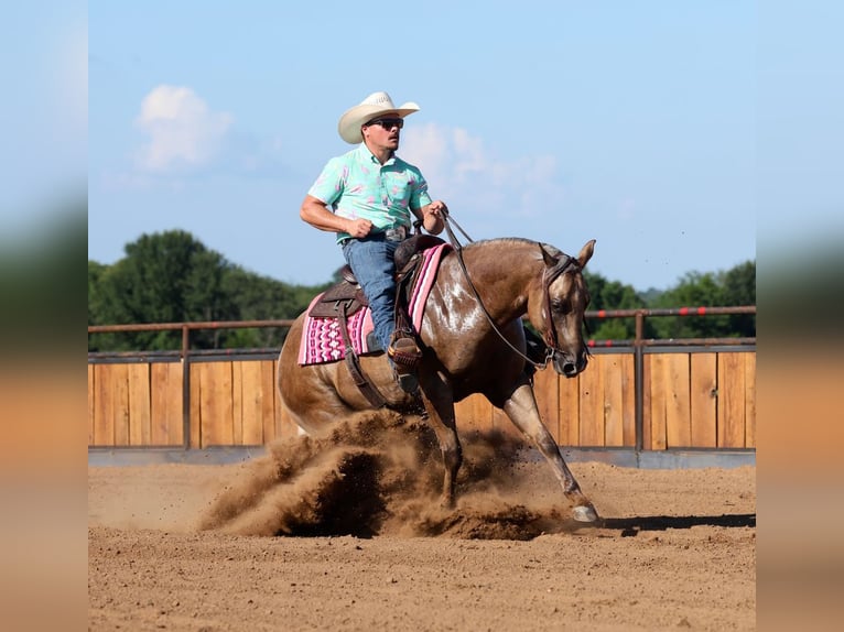 American Quarter Horse Wallach 3 Jahre Palomino in Buffalo