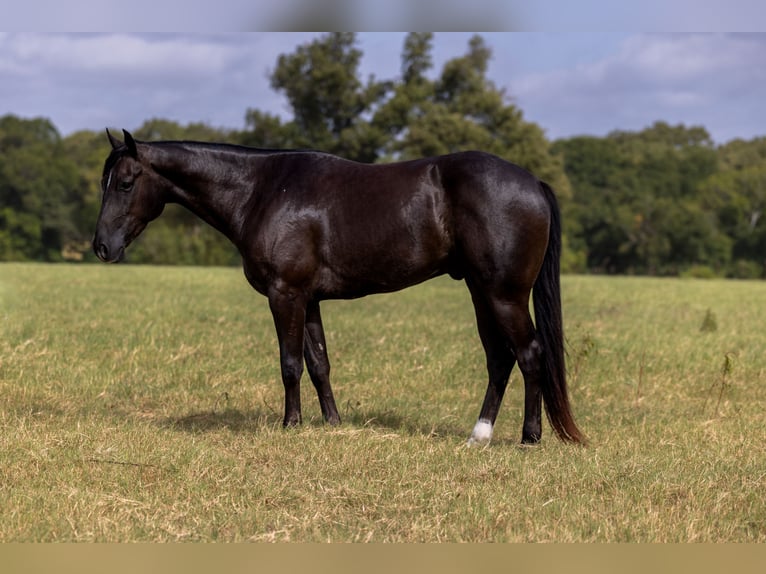 American Quarter Horse Wallach 3 Jahre Rappe in Kaufman