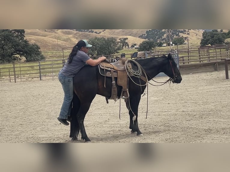 American Quarter Horse Wallach 3 Jahre Rappe in Paicines CA